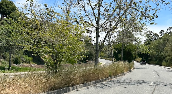 image of weeds in median along Capitola Rd